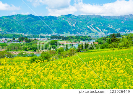 飯山市/菜花公園（春季） 123926449