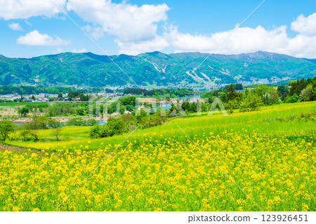 Iiyama City Nanohana Park (Spring) Iiyama City Nanohana Park (Spring) 123926451