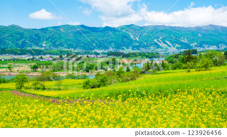 飯山市/菜花公園（春季） 123926456