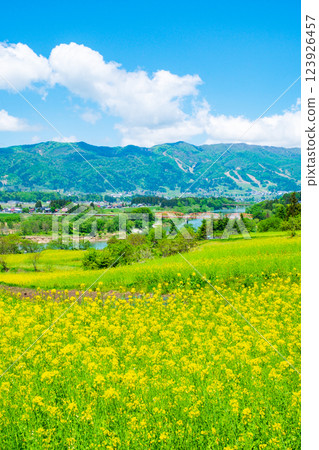 飯山市/菜花公園(春季) 飯山市/菜花公園(春季) 123926457