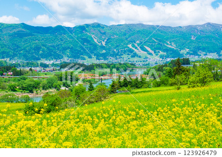 Iiyama City Nanohana Park (Spring) 123926479