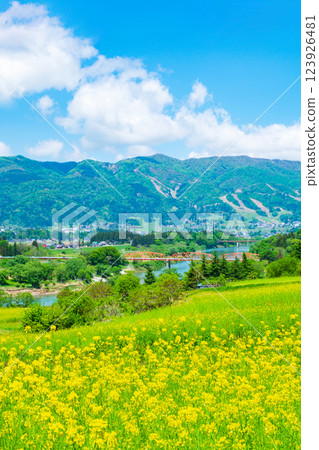 Iiyama City Nanohana Park (Spring) 123926481