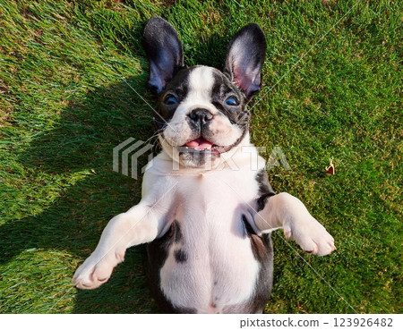 a happy French bulldog puppy lying on his back on the grass a happy French bulldog puppy lying on his back on the grass 123926482