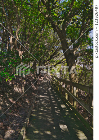 Plum blossoms shining against the blue sky Onokoro Island, Iwashimizu Park Plum blossoms shining against the blue sky Onokoro Island, Iwashimizu Park 123926497