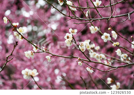 Early spring plum blossoms Early spring plum blossoms 123926530