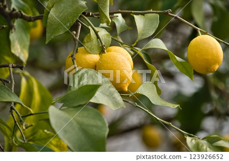 宇和島生氣勃勃的檸檬樹 123926652