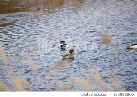 可愛的秋沙鴨正在整理它的羽毛 123926860
