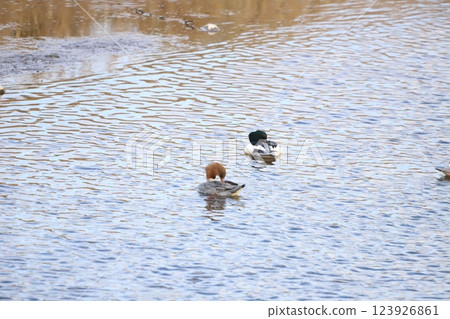 可愛的秋沙鴨正在整理它的羽毛 123926861