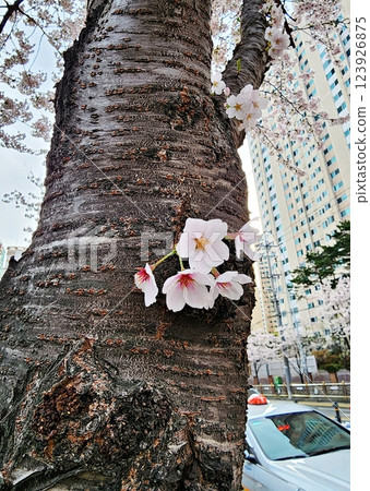 sakura flower blossom in a garden 123926875