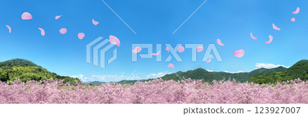 春天的景色：盛開的櫻花和隨風飛舞的花瓣 123927007