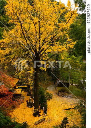 一棵大黃銀杏樹和一座古老的寺廟 一棵大黃銀杏樹和一座古老的寺廟 123927629