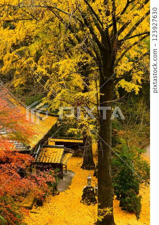 一棵大黃銀杏樹和一座古老的寺廟 123927630