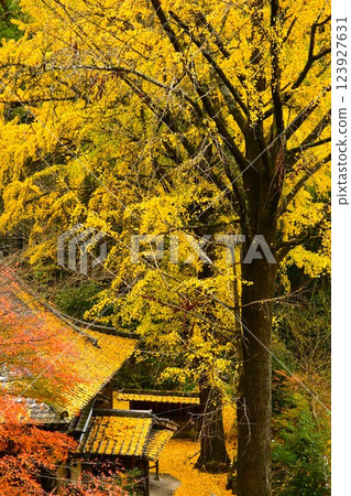 一棵大黃銀杏樹和一座古老的寺廟 123927631