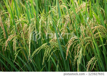 Rice paddy field in rural Thailand. Thailand has a strong tradition of rice production. It has the fifth largest amount of rice cultivation in the world. 123927691