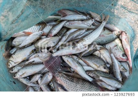 Group of freshwater fish caught in a net. A fishery is an area where fish are caught for commercial or recreational purposes. 123927693