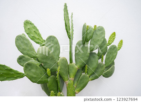 Opuntia cactus isolated on white wall. Opuntia cactus can use as a natural agricultural fence and to establish a cochineal dye industry, but quickly became a widespread weed. 123927694