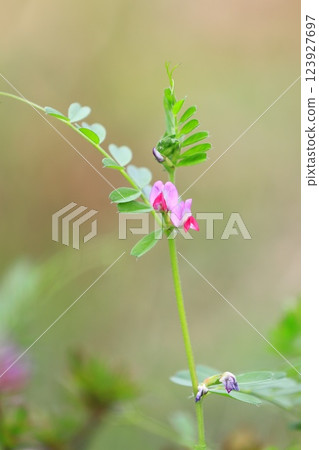 Karasuno pea (crowno pea) or Yake 豌 Bean (Yahazu pea) Karasuno pea (crowno pea) or Yake 豌 Bean (Yahazu pea) 123927697