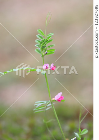 Karasuno pea (crowno pea) or Yake 豌 Bean (Yahazu pea) Karasuno pea (crowno pea) or Yake 豌 Bean (Yahazu pea) 123927698