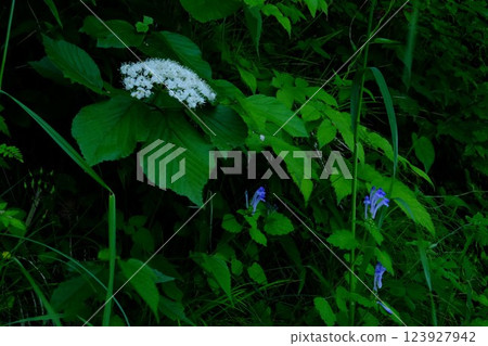 Viburnum and hill lily of the valley flowers bloom [Tsukui, Sagamihara City, May] 123927942