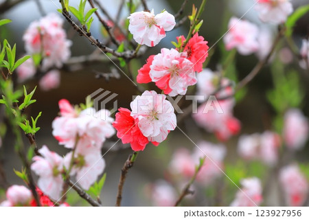 紅白桃 紅白桃 123927956