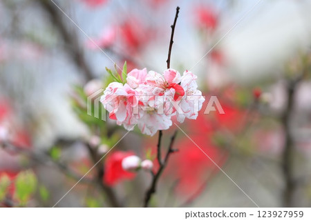 Red and white peach Red and white peach 123927959