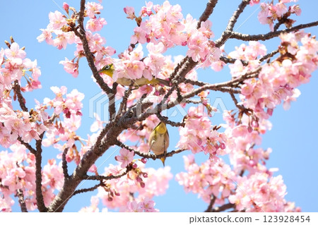櫻花樹和兩隻日本繡眼鳥 123928454