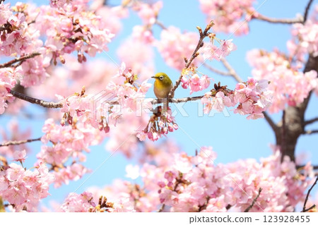 一隻日本繡眼鳥的喙上沾滿了櫻花花粉 123928455