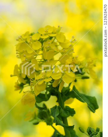 Canola flowers in full bloom Canola flowers in full bloom 123928470