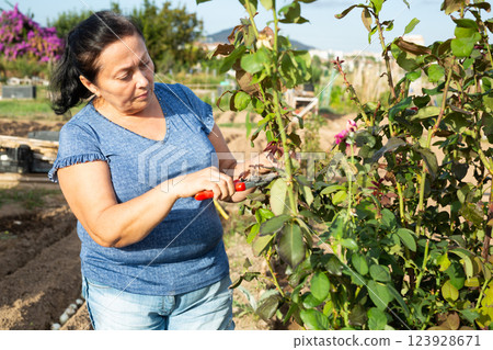 Mature woman cutting rosebush in garden 123928671