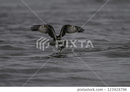 Osprey capturing prey 123928796