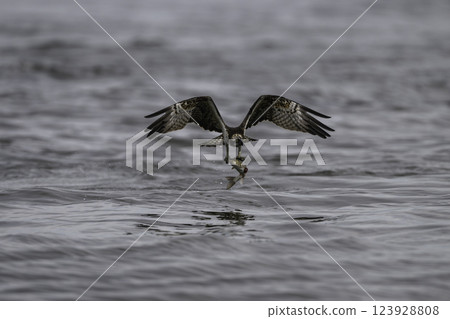 Osprey capturing prey 123928808