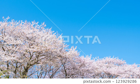 櫻花盛開，藍藍的天空 123929286