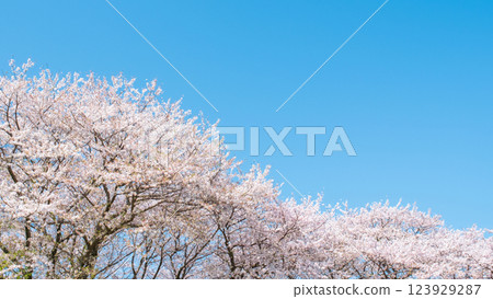 Cherry blossoms in full bloom and blue sky Cherry blossoms in full bloom and blue sky 123929287