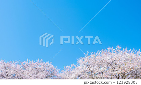 Cherry blossoms in full bloom and blue sky 123929305