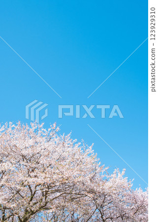 Cherry blossoms in full bloom and blue sky 123929310