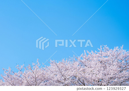 櫻花盛開，藍藍的天空 123929327