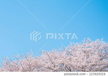櫻花盛開,藍藍的天空 櫻花盛開,藍藍的天空 123929328