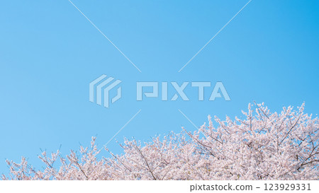 Cherry blossoms in full bloom and blue sky Cherry blossoms in full bloom and blue sky 123929331