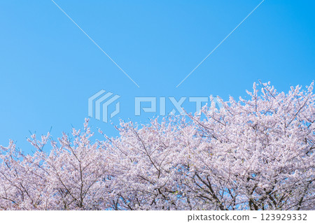 Cherry blossoms in full bloom and blue sky Cherry blossoms in full bloom and blue sky 123929332