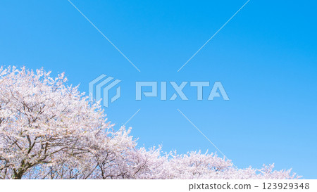 Cherry blossoms in full bloom and blue sky 123929348