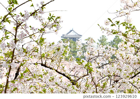 Beautiful cherry blossoms and Okazaki Castle 123929610