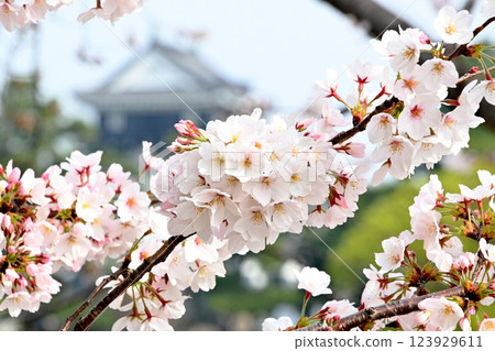 美麗的櫻花與岡崎城 123929611