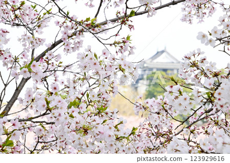 Beautiful cherry blossoms in full bloom and Okazaki Castle 123929616