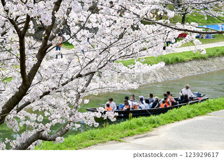 Enjoy the blossoming cherry blossoms while boating around Okazaki Castle 123929617
