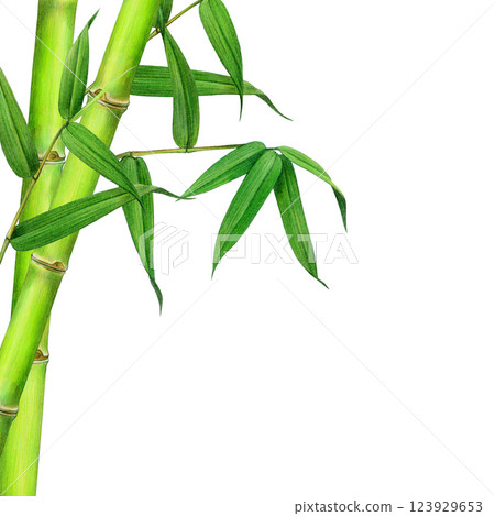 Green bamboo stems with leaves corner decor element. Vintage style watercolor illustration. Hand drawn bamboo border floral decoration isolated on white background 123929653