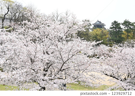 櫻花盛開的岡崎城 櫻花盛開的岡崎城 123929712