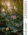 Water lily flowers blooming in a pond 123930001