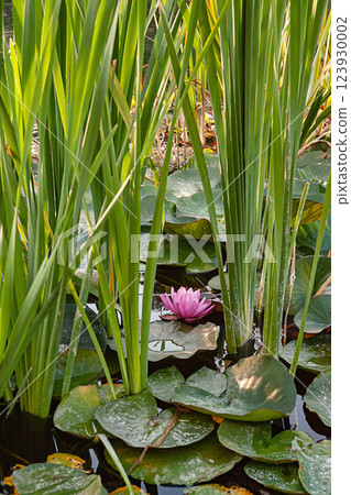 Water lily flowers blooming in a pond Water lily flowers blooming in a pond 123930002