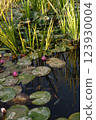 Water lily flowers blooming in a pond 123930004