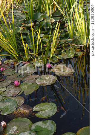 Water lily flowers blooming in a pond Water lily flowers blooming in a pond 123930004
